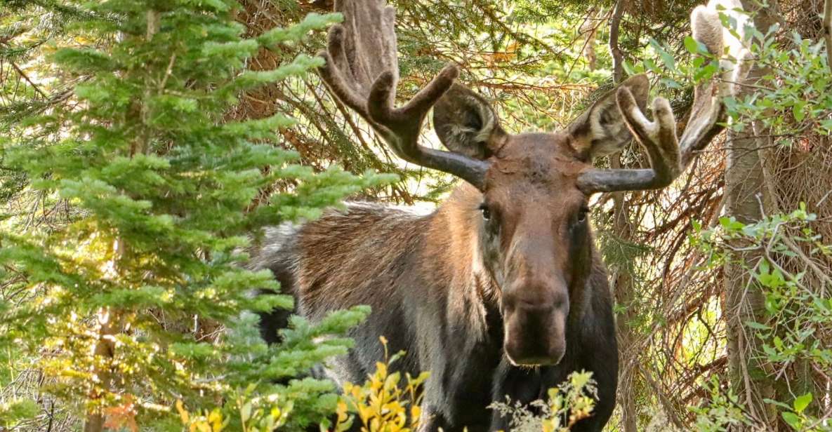 Half-Day RMNP Mountains to Sky Tour-RMNPhotographer - Additional Information