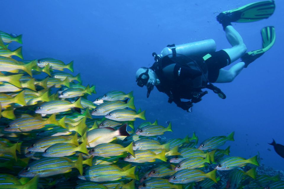 Maui: Eco-Friendly Conservation Dive for Certified Divers - Sum Up