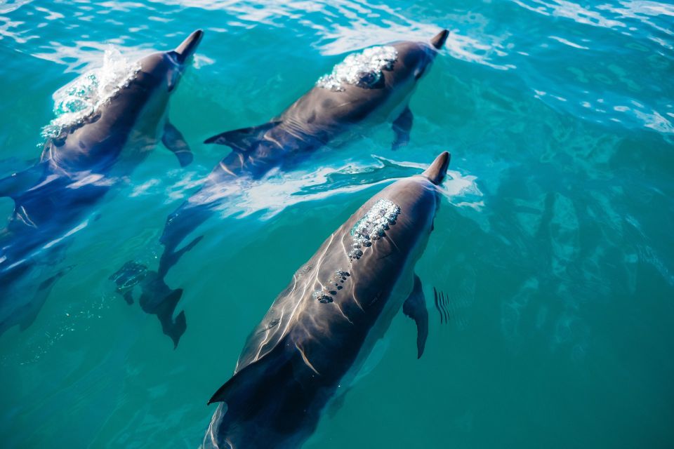 Miami: Day Trip to Key West W/ Dolphin Watching & Snorkeling - Important Information
