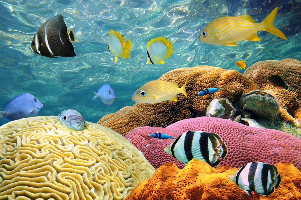 Miami: Key West Snorkeling Day Trip With Open Bar - Provider Information and Rating