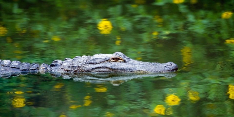 Miami: Small Group Everglades Express Tour With Airboat Ride - Safety Guidelines