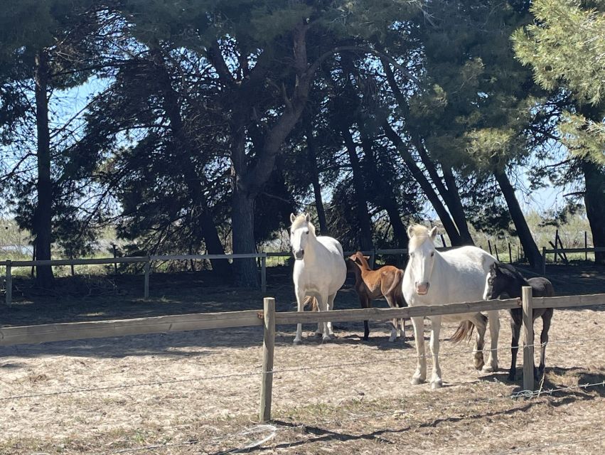 Montpellier: a Full Day to Discover the Camargue - Important Information