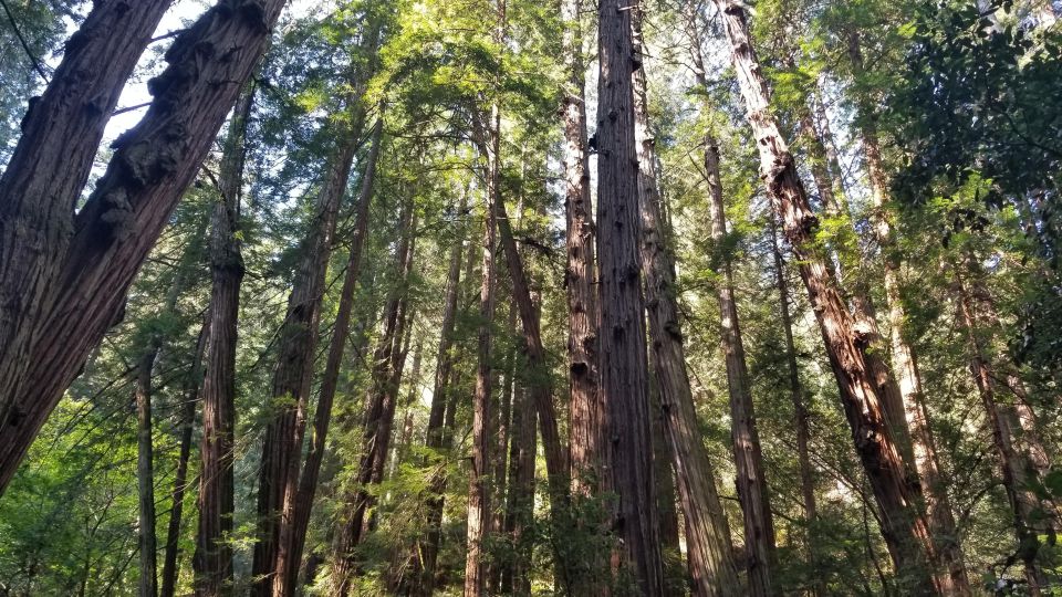 Muir Woods, Sausalito and Ferry Back to Fishermans Wharf - Key Points