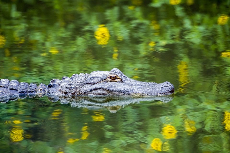 New Orleans: Destrehan Plantation & Swamp Combo - Booking Information