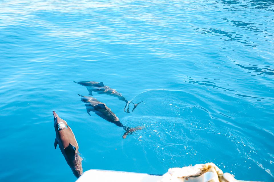 Oahu: Dolphin Watch, Turtle Snorkel, Waterslide Activities, - Sum Up