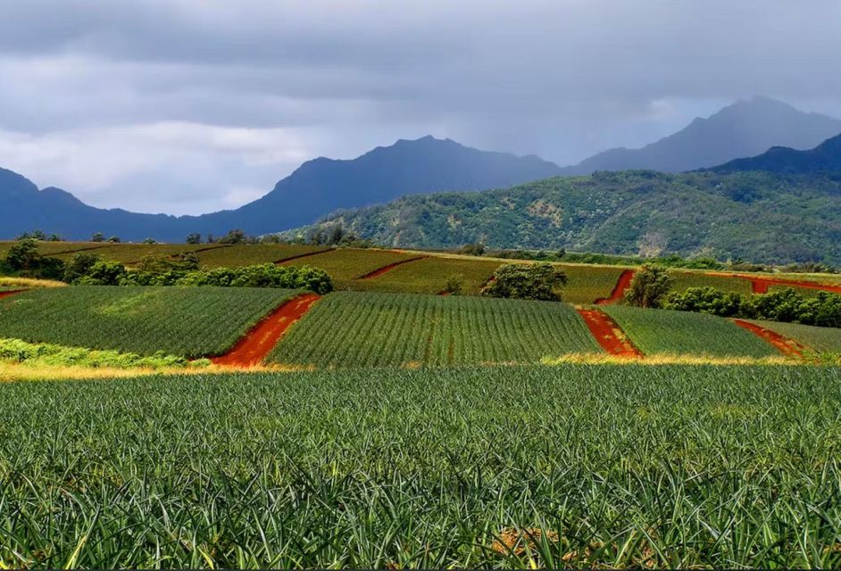 Oahu: North Shore Dole Pineapple Farm Tour - Additional Information