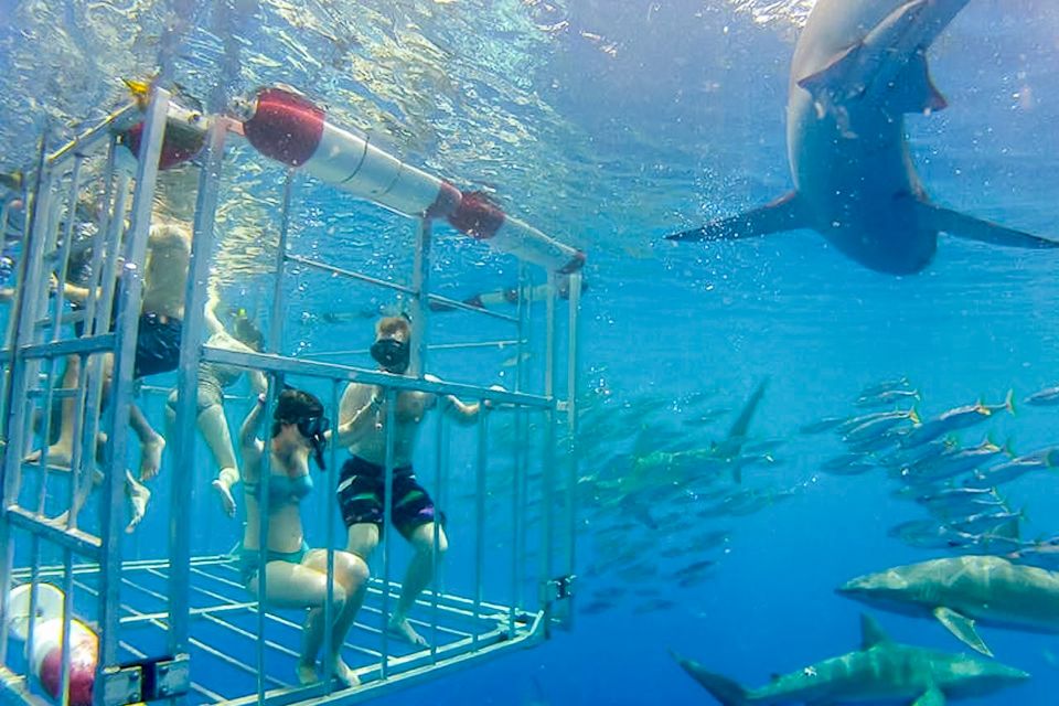 Oahu: Shark Cage Dive on the North Shore - Sum Up