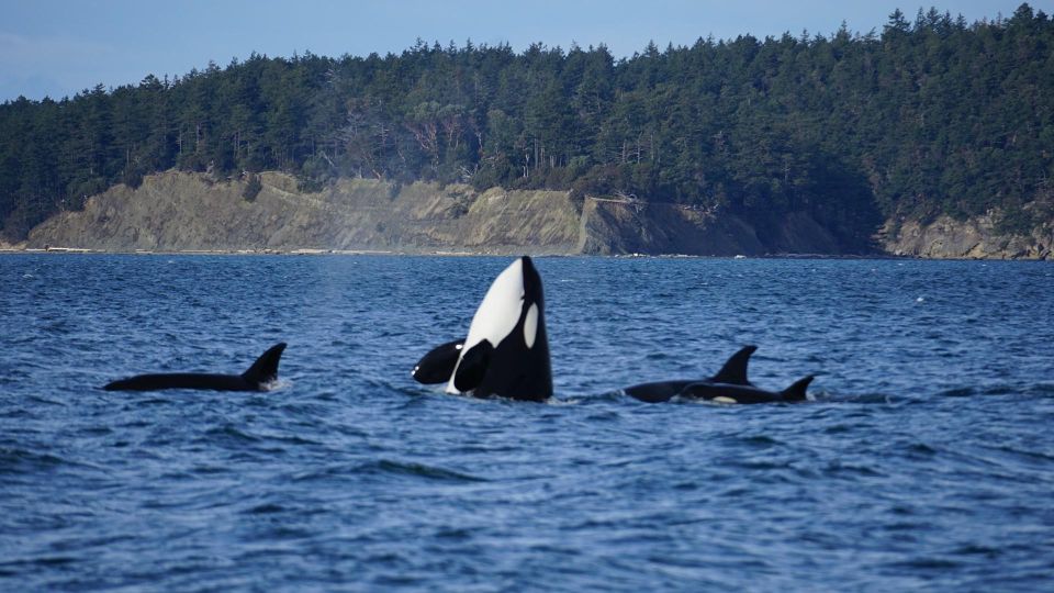 Orcas Island: Orca Whales Guaranteed Boat Tour - Orcas Encounter Details