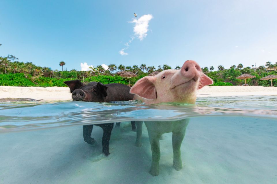 Paradise Island: Rose Island Tour With Swimming Pigs & Lunch - Common questions