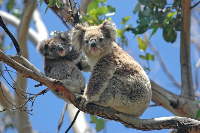 Private Tour - Great Ocean Road Express Tour - 9 Hour Duration - Customer Support Information