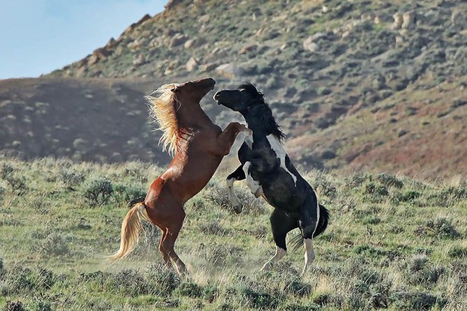 Red Canyon Wild Mustang Tour 5:00 - Key Points