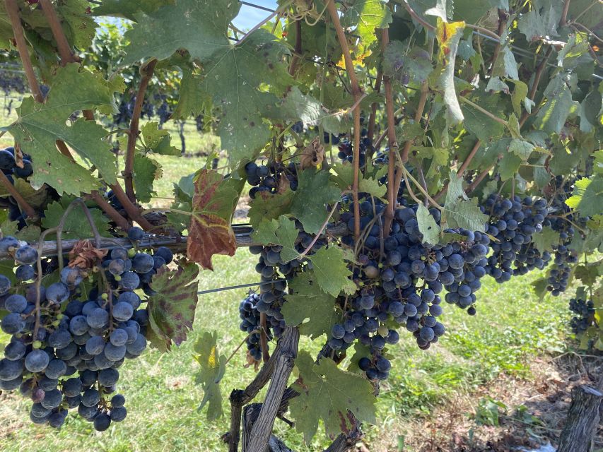 Virginia Wineries Tours: Experience Virginia Wineries - Sum Up