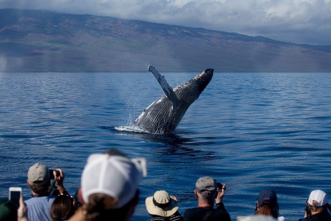 Whalewatch Sail Deluxe Tour From Maaleae - Exciting Whale Behaviors