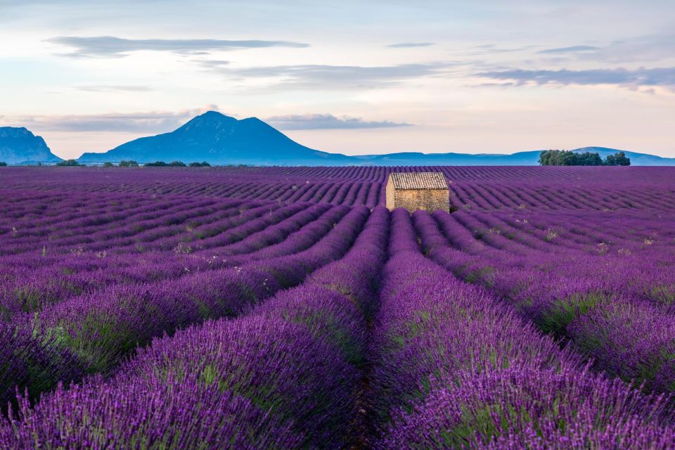 Wild Alps, Verdon Canyon, Moustiers Village, Lavender Fields - Common questions