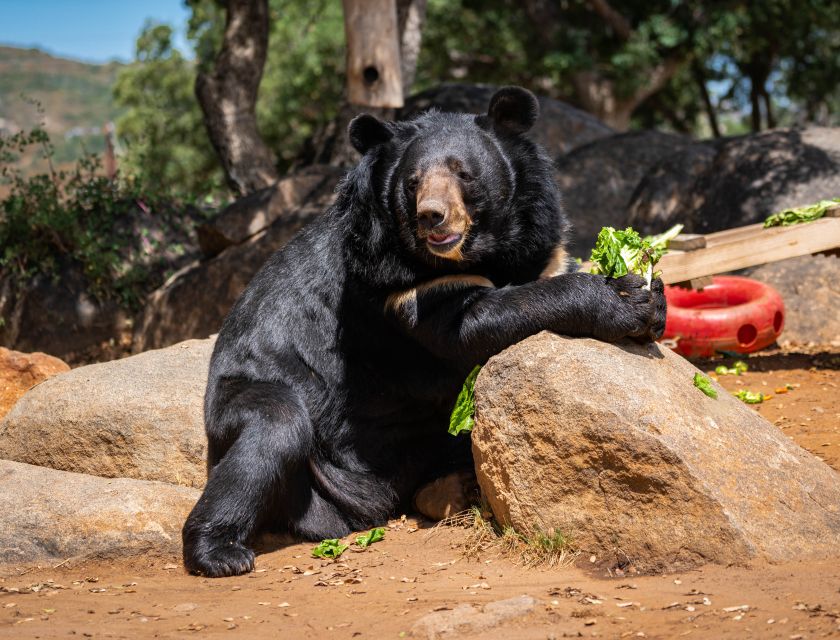 Alpine: Lions Tigers & Bears Sanctuary Visit and Feeding - Common questions