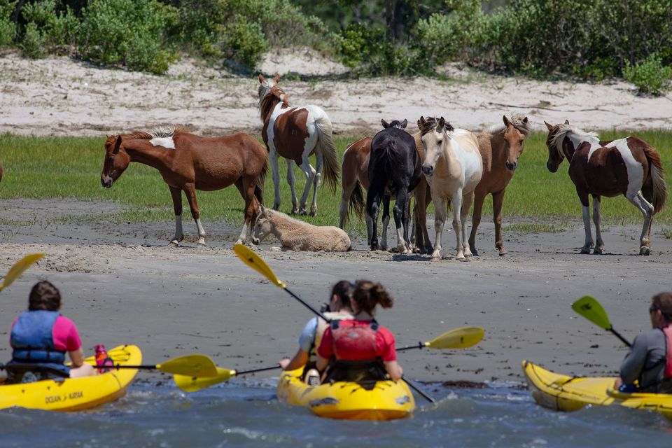 From Chincoteague: Guided Kayak Tour to Assateague Island - Common questions