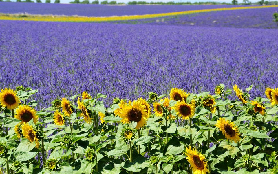 From Nice: Verdon Gorge Full-Day Tour - Common questions