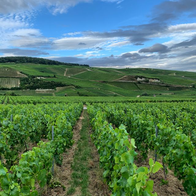 From Reims/Epernay:The Connoisseurs Private Tour 9 Tastings - Pricing and Inclusions