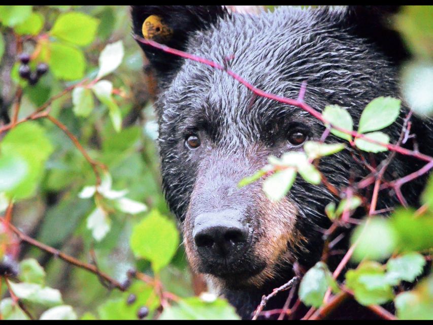 Grand Teton National Park: 4-Hour Guided Wildlife Adventure - Inclusions and Logistics