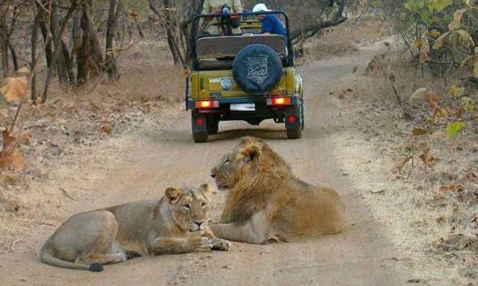 Gujarat: Gir National Park Guided Jeep Safari - Sum Up