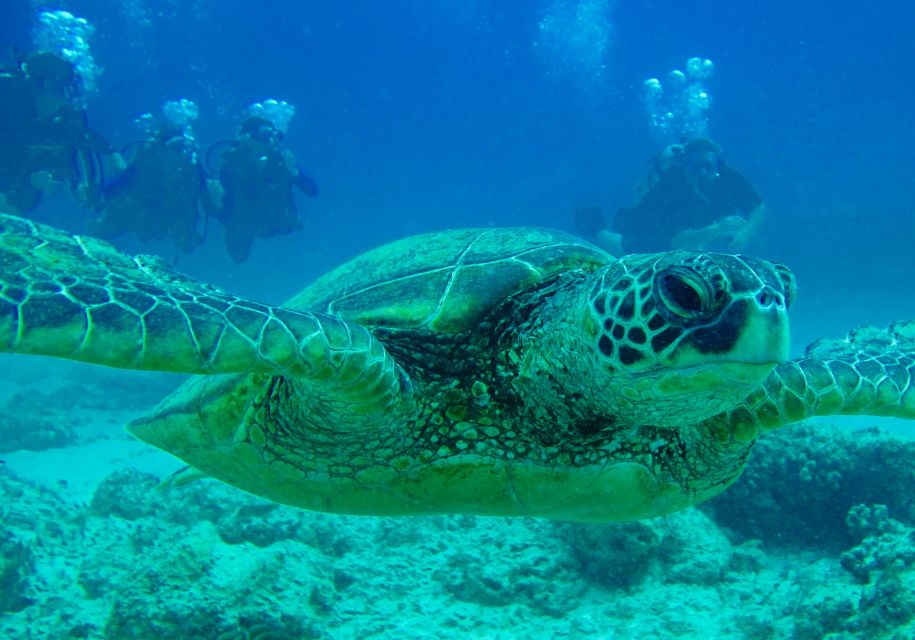 Hilo: 1-Tank Certified Beach Dive at Sea Turtle Cove - Common questions