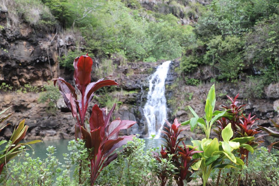 Oahu: Valley of Waimea Falls Swim & Hike With Lunch & Dole - Key Points