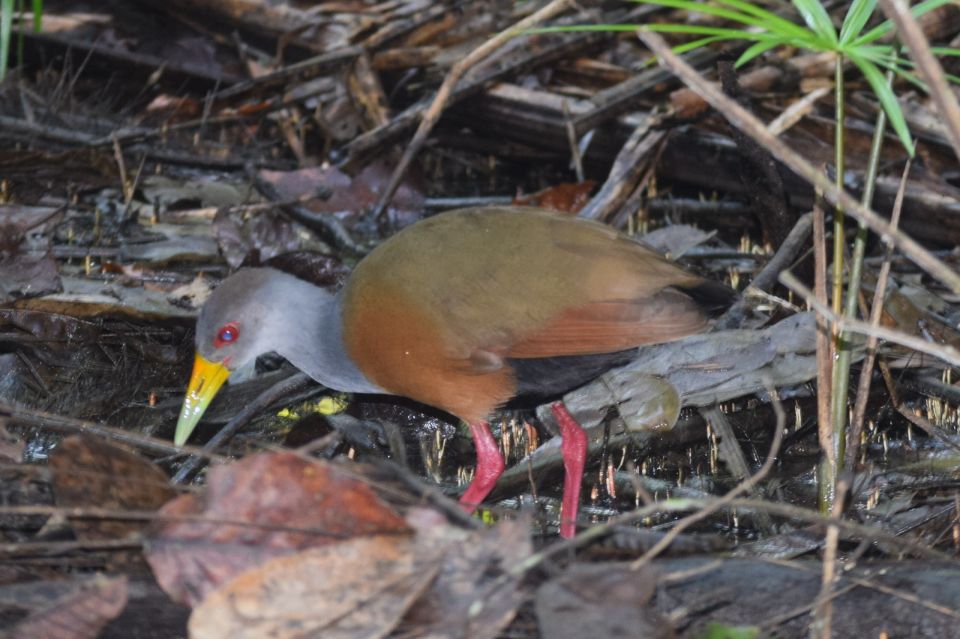 Puerto Maldonado: 4-Day Tambopata Rainforest Tour - Sum Up