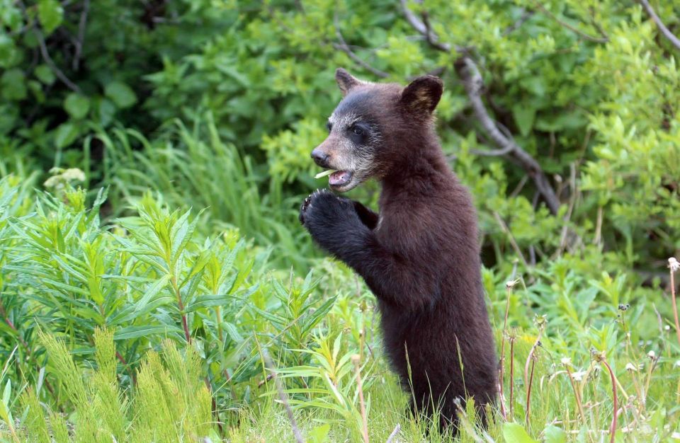 Skagway: Bridge, Puppies and Summit Triple Combo - Tips & Recommendations