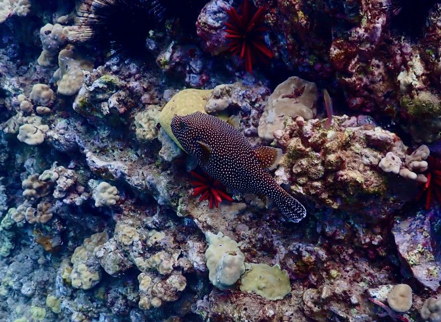 South Maui: Snorkeling Tour for Non-Swimmers in Wailea Beach - Sum Up