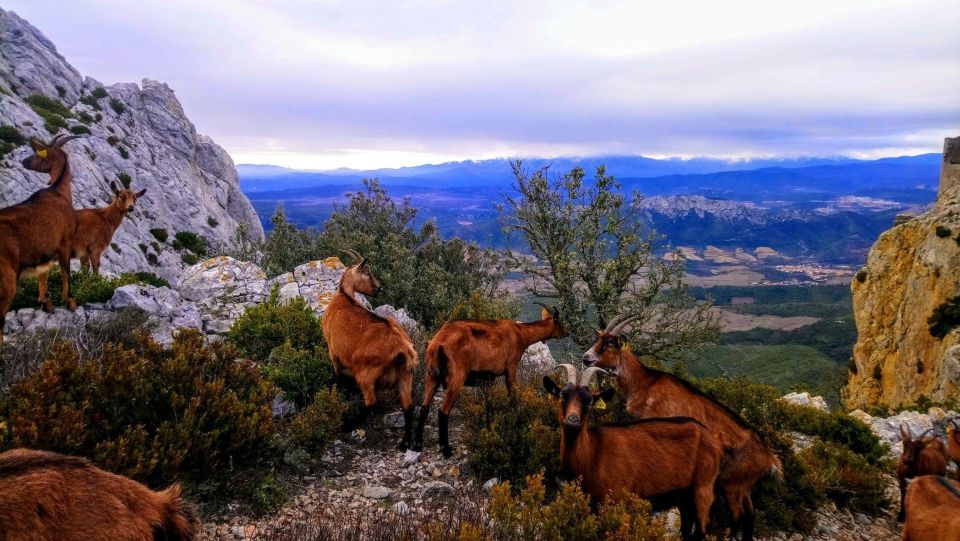 Wild Alps, Verdon Canyon, Moustiers Village, Lavender Fields - Sum Up