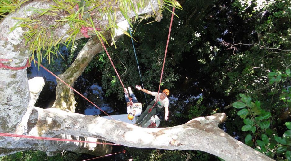 Amazon Jungle 3-Hour Tree Climbing Activity - Key Points