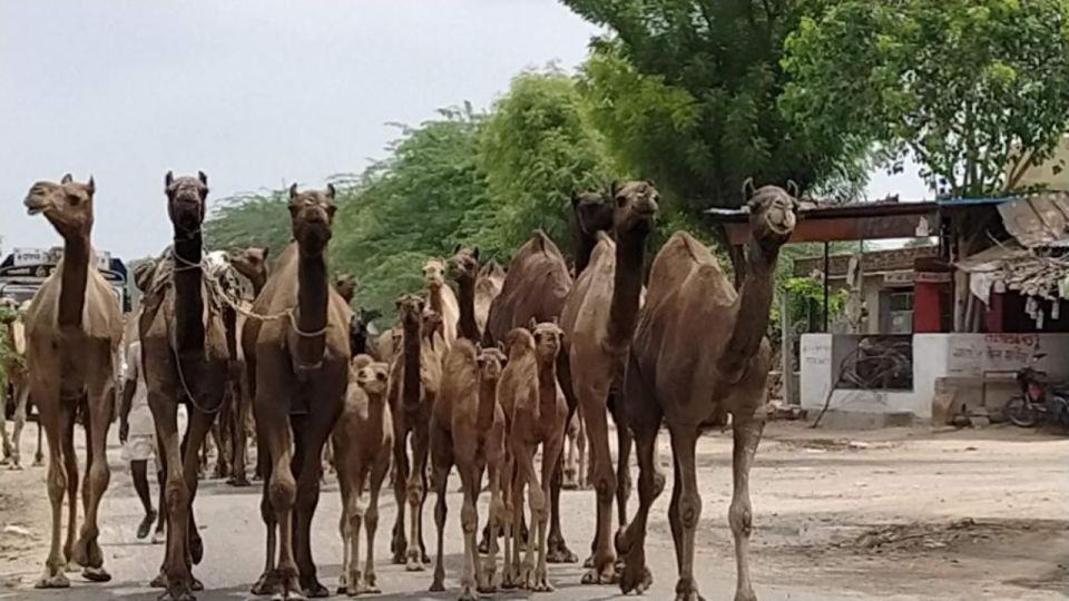 Camel Safari Half Day Tour in Jodhpur With Dinner - Key Points