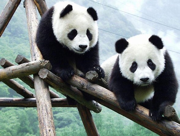 Chengdu Panda Tour or Dujingyan Base Option Panda Keeper - Key Points