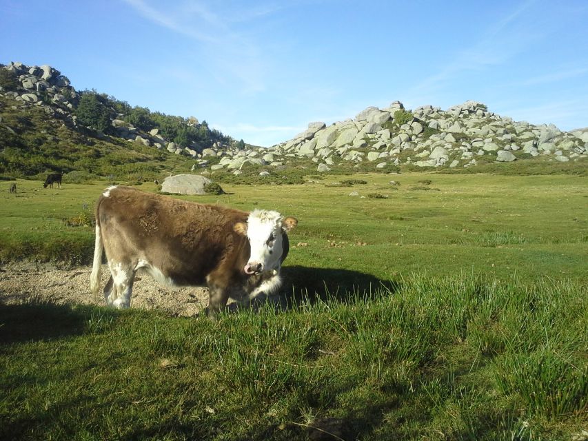 Cuscionus Plateau, 1000 Waterholesgrass : Pozzines - Key Points