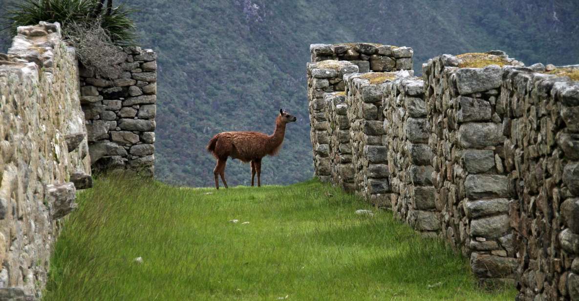 Cusco:Salkantay Trek 4 Days 3 Nights to Machu Picchu & Meals - Key Points