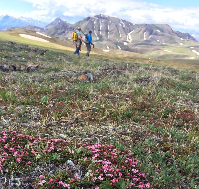 Denali: 5-Hour Guided Wilderness Hiking Tour - Key Points