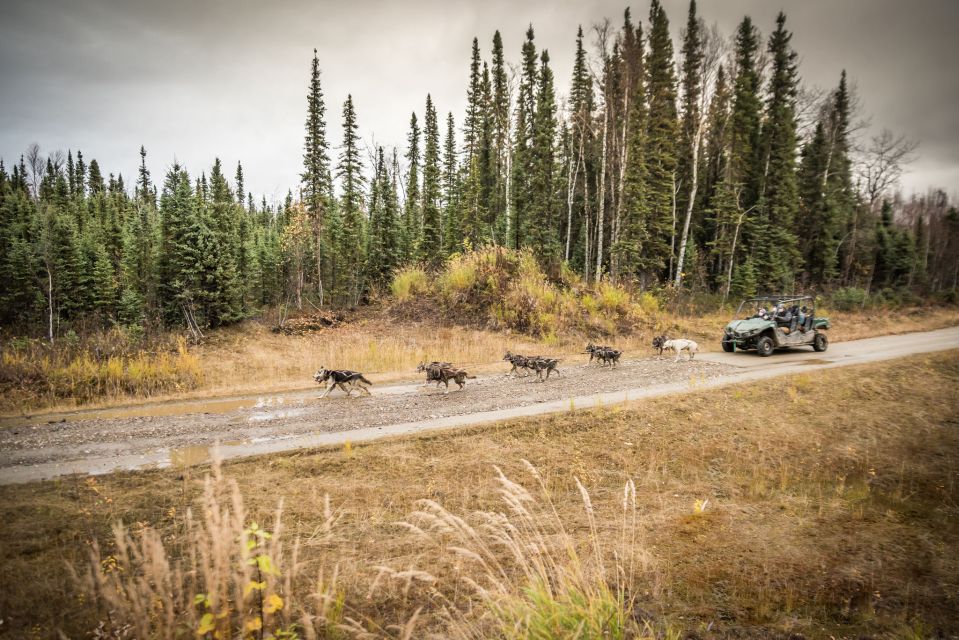 Fairbanks: Fall Cart Adventure Pulled by a Sled Dog - Key Points