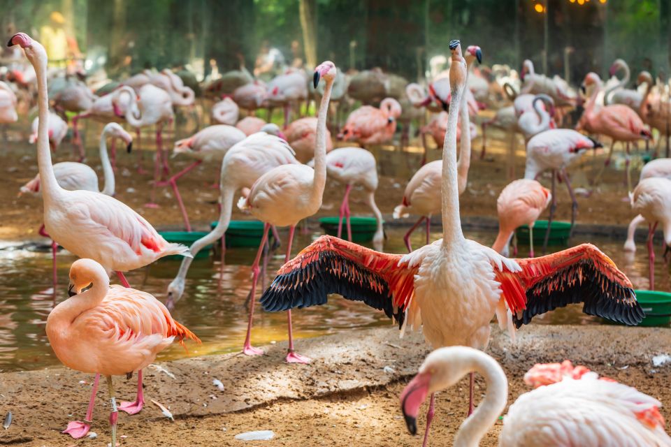 Foz Do Iguaçu: Bird Park Experience - Key Points