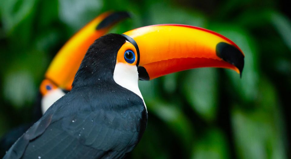 Foz Do Iguaçu: Bird Park Tour With Tickets - Key Points
