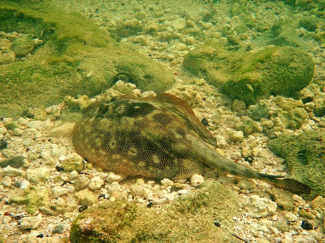 From Fort Lauderdale: Key West and Glass Bottom Boat - Trip Overview