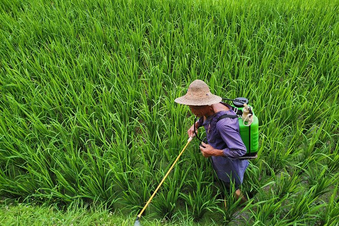 From Guilin/Yangshuo: Longji Rice Terraces and Ethnic Minority Village Day Tour - Tour Pricing and Options