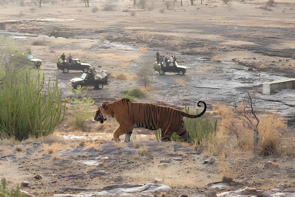 From Jaipur : 2 Days Ranthambore Tiger Safari Tour By Car - Customer Reviews