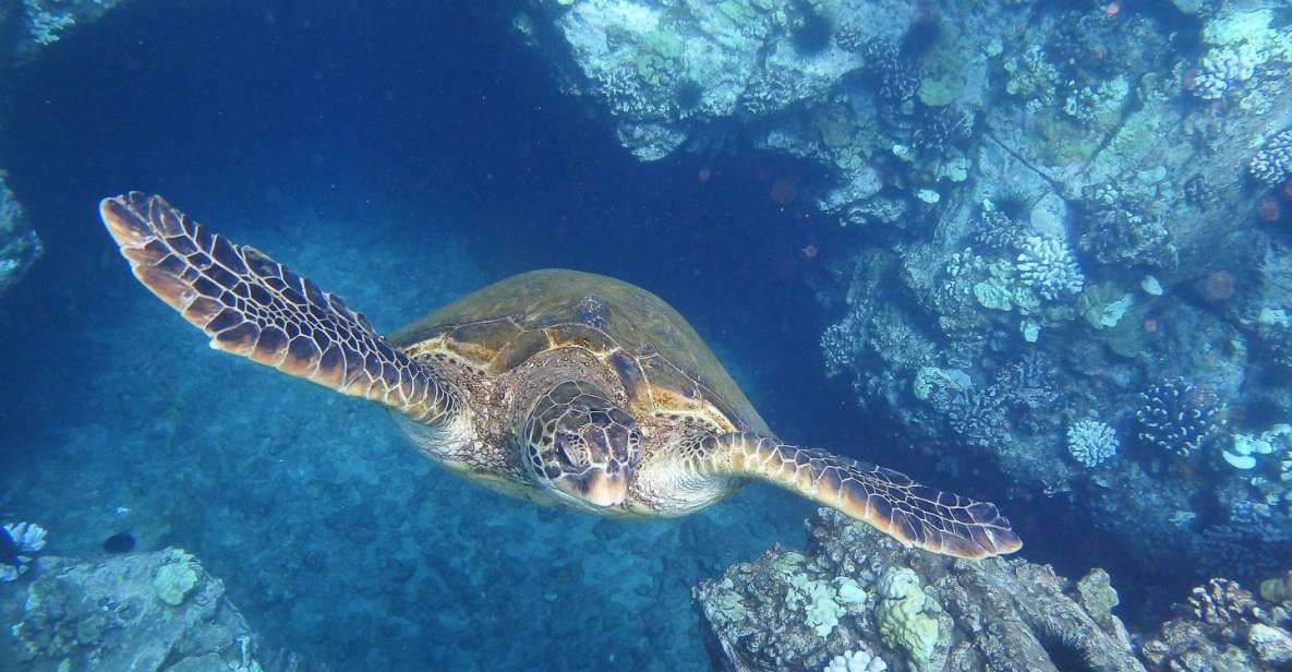 From Maalaea: Turtle Town Snorkel Aboard the Quicksilver - Inclusions