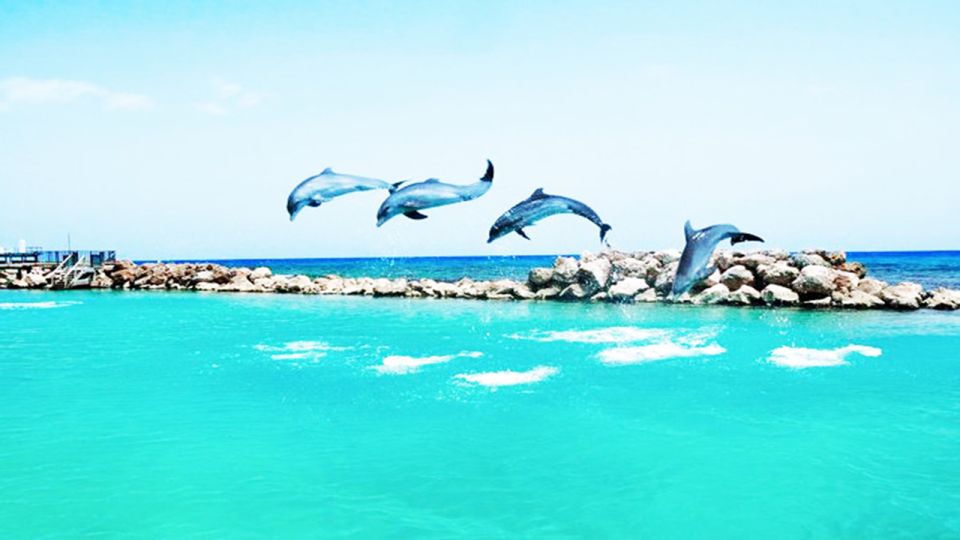 From Montego Bay: Dolphin Cove Lucea Private Return Transfer - Key Points