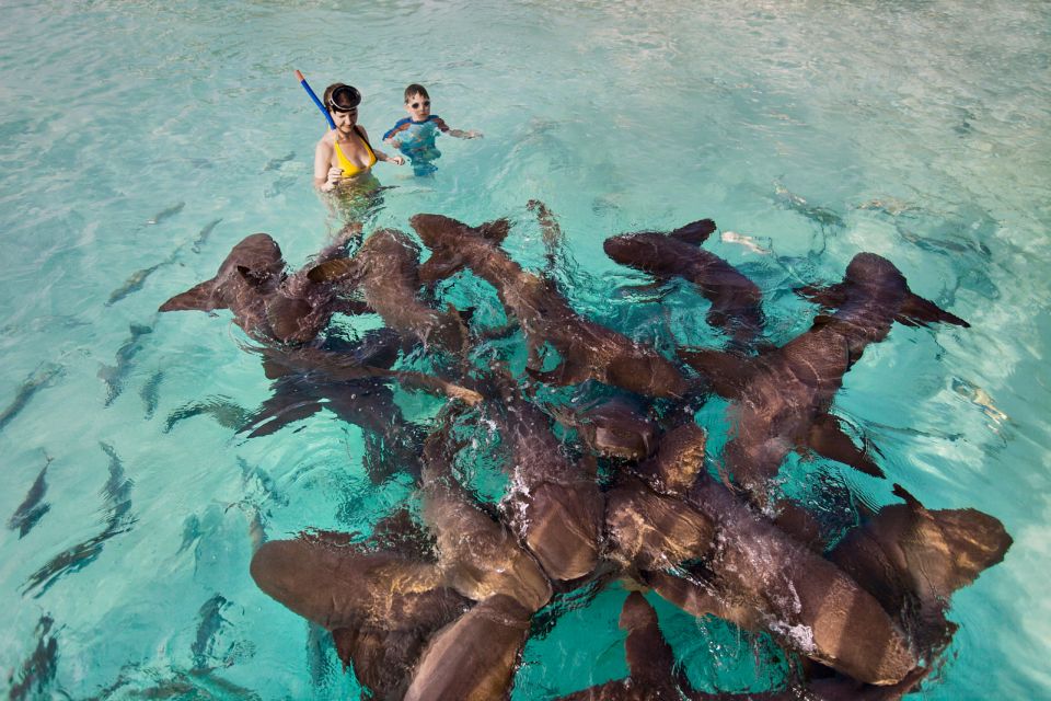 From Nassau: Exuma Swimming Pigs, Sharks and More - Key Points