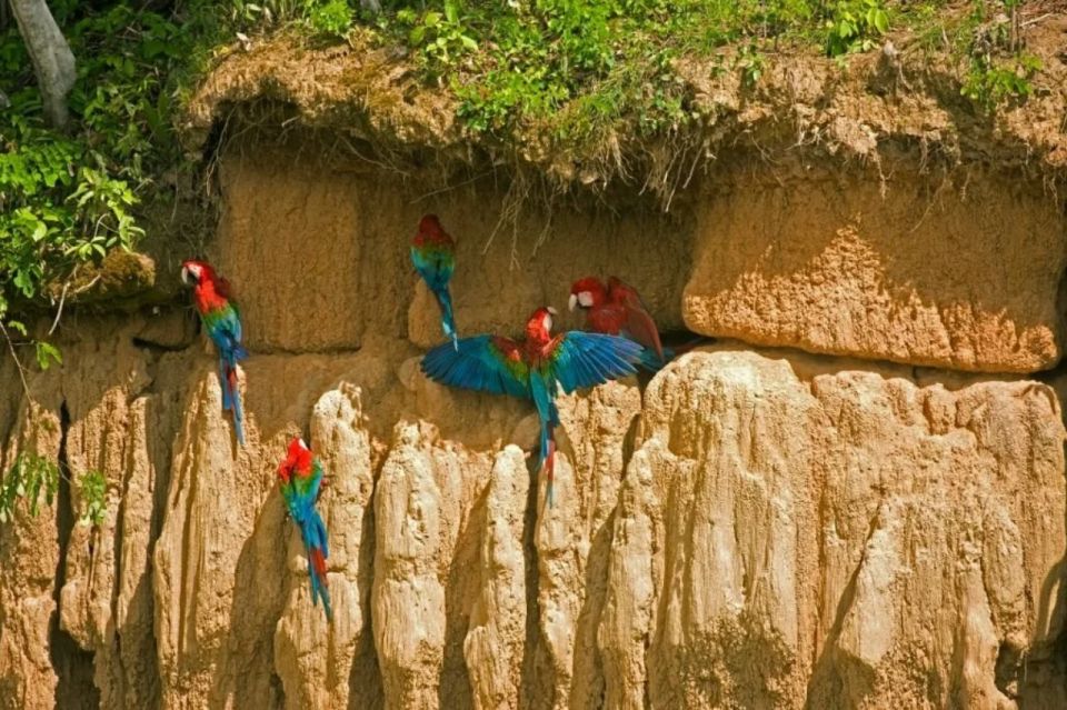 From Puerto Maldonado: Macaw Clay Lick 2 Days - Trip Overview