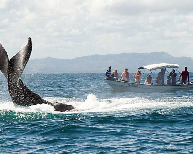 From Punta Cana: Samana Cayo Levantado / Whales - Key Points