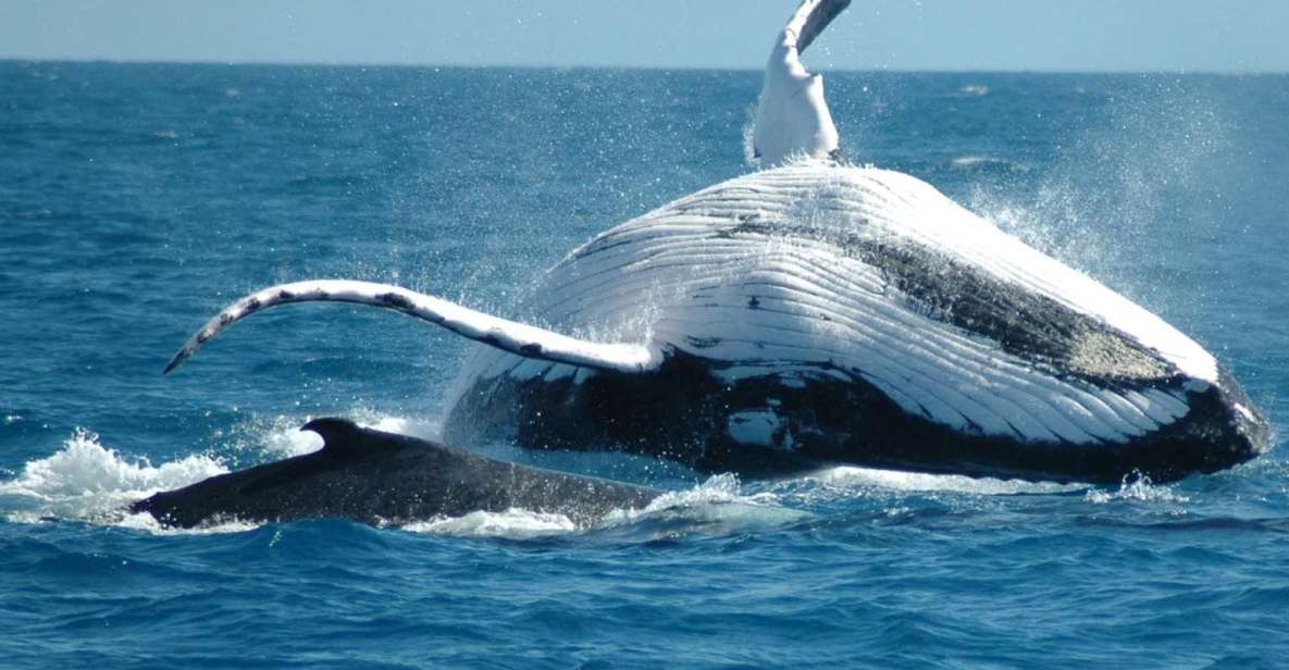 From Punta Cana: Sanctuary Whale Watching Day Trip - Key Points