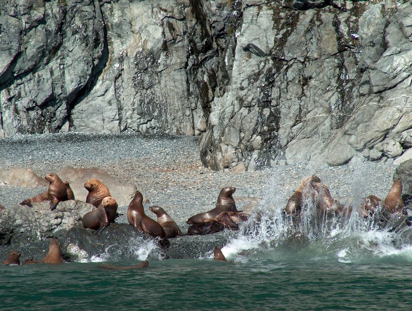 From Valdez: 7.5-hour Meares Glacier & Wildlife Cruise - Key Points