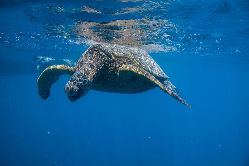 From Waikiki: Turtle Canyons Snorkeling Tour - Key Points